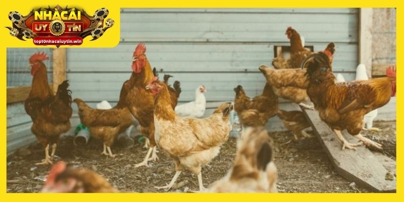 Ăn trộm gà trong mơ là dấu hiệu cho bước tiến quan trọng trong sự nghiệp