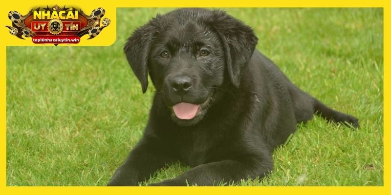 Giấc mơ thấy chó đen là điềm báo công việc dễ gặp trắc trở